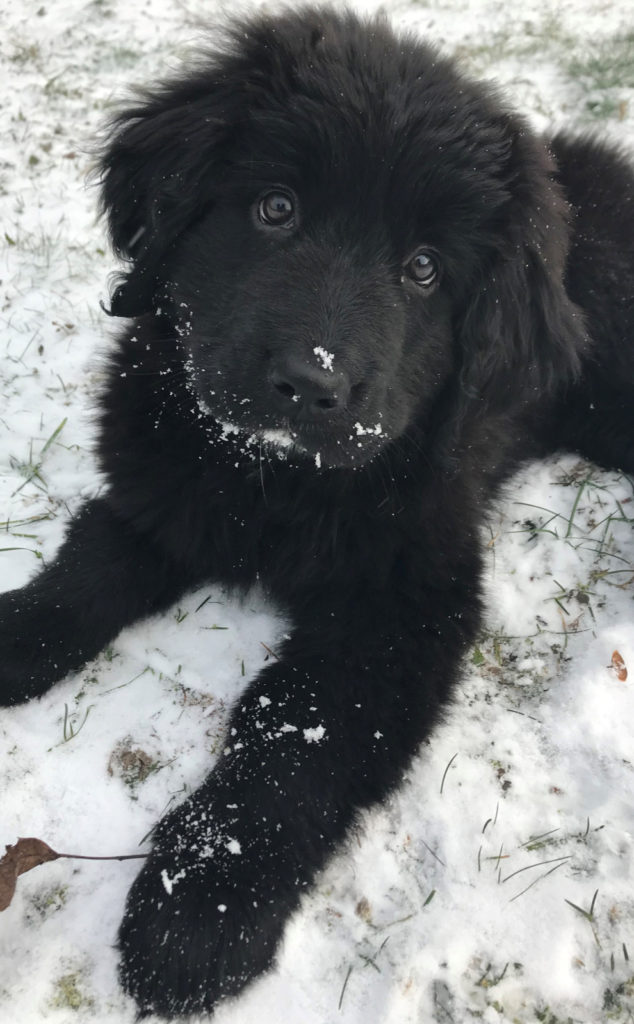 Welpe im Schnee