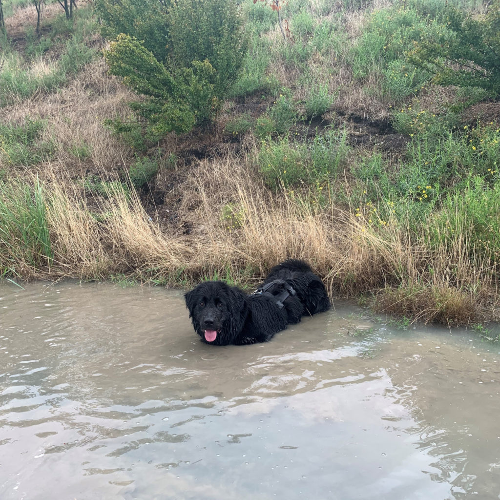 Bürohund im Wasser