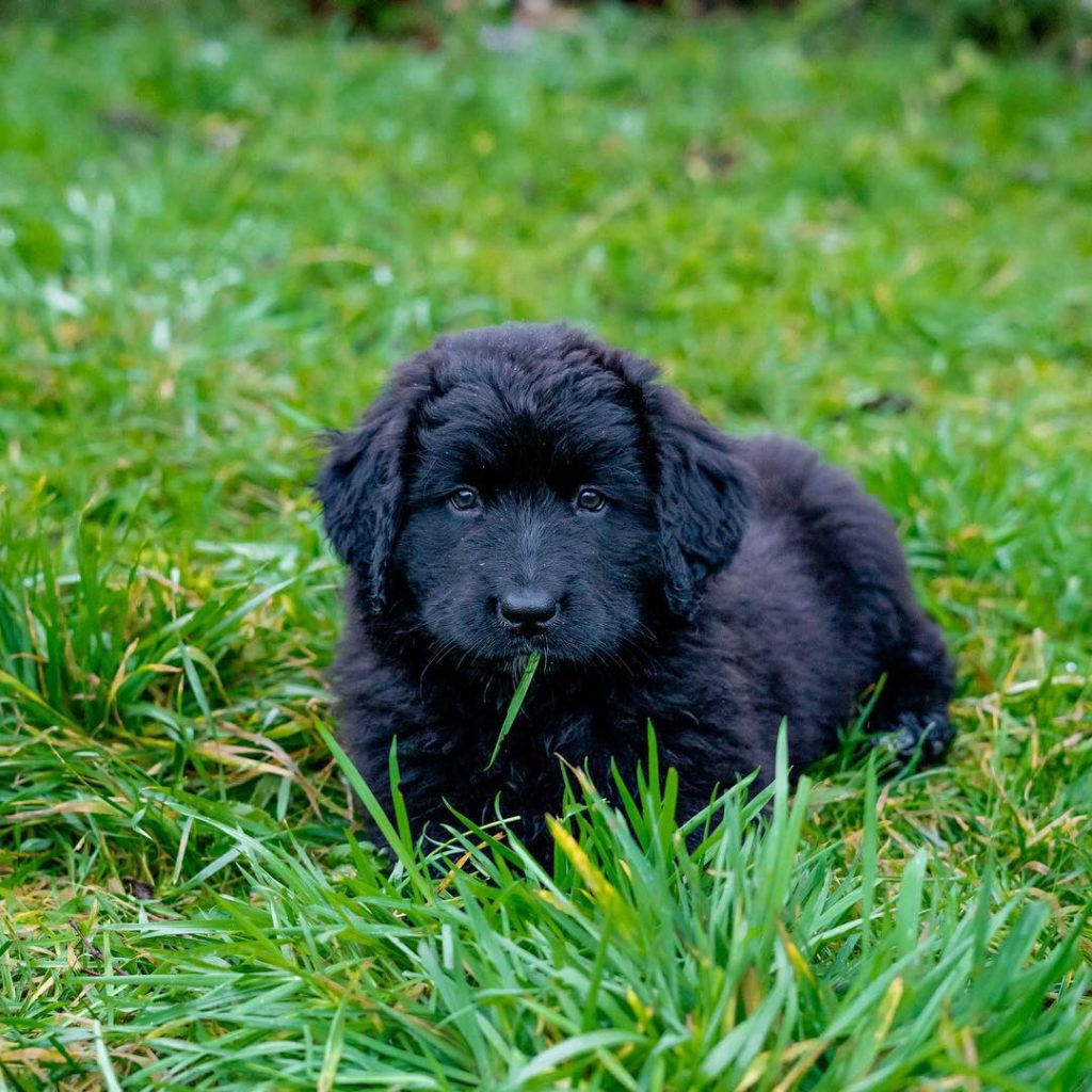 Welpe Office Dog