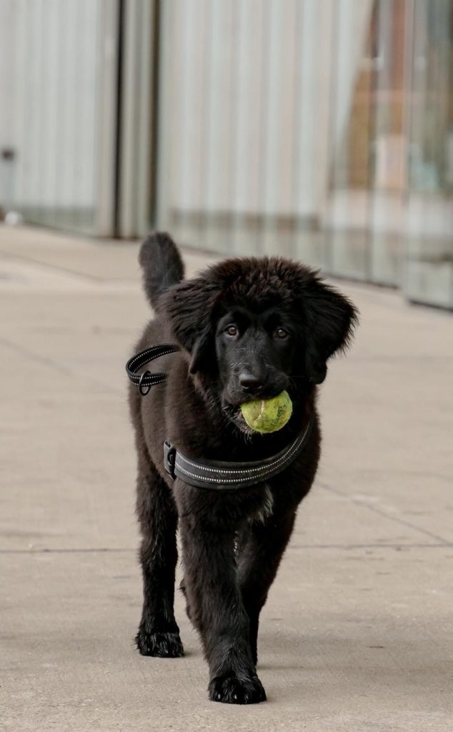 Bürohund spielt